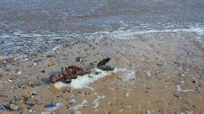 La Verdad Detras Del Hombre Que Encontro Una Sirena Muerta En La Playa Infobae