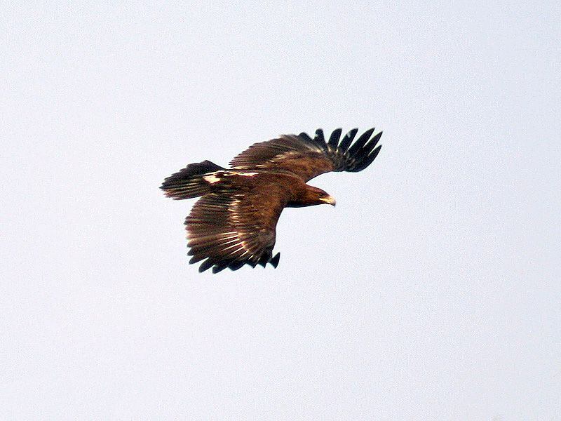 El estudio demostró que las águilas viajan en promedio 85 kilómetros más que antes de que iniciara el conflicto bélico. (Wikimedia/J.M.Garg)

Águilas, Ucrania, patrón de vuelo, vuelo, aves, invasión rusa, Rusia, migración, mascotas, animales
J.M.Garg