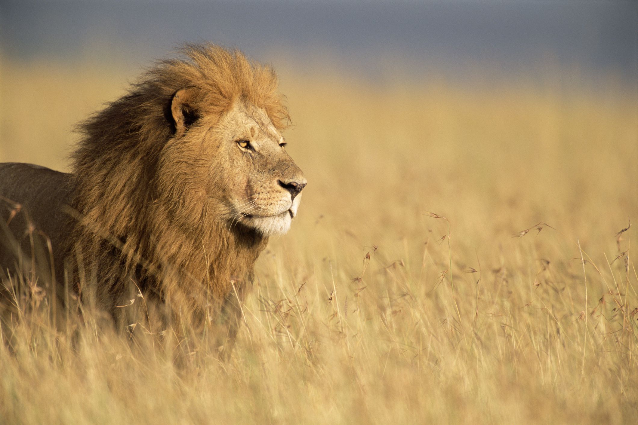 Un león atacó y mató a un cuidador de animales en el Parque de Vida Silvestre de la Biblioteca Presidencial Olusegun Obasanjo (JAMES WARWICK/GETTY IMAGES)