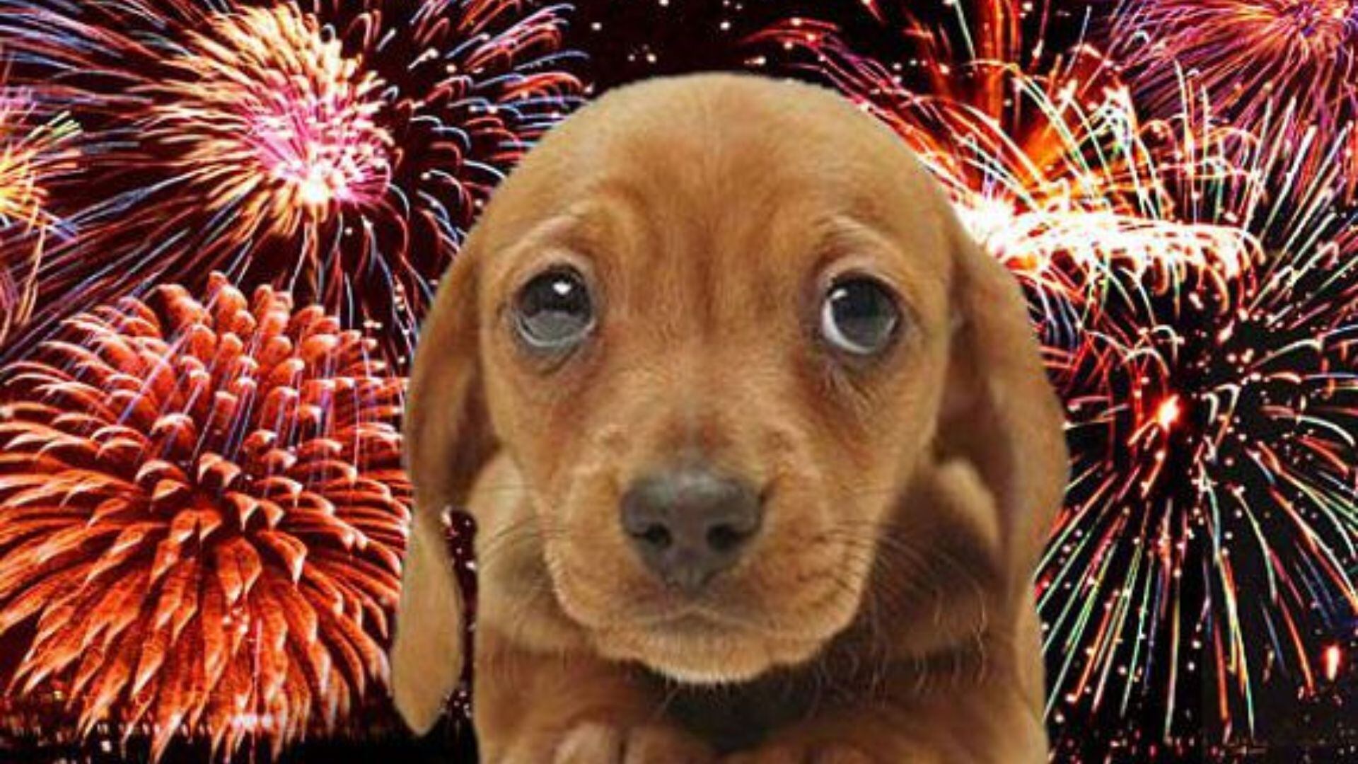 Año Nuevo para las mascotas: ¿qué tanto daño causa la pirotecnia y qué  medidas tomar?, fuegos artificiales, perros, gatos, aves, veterinario, Ciencia
