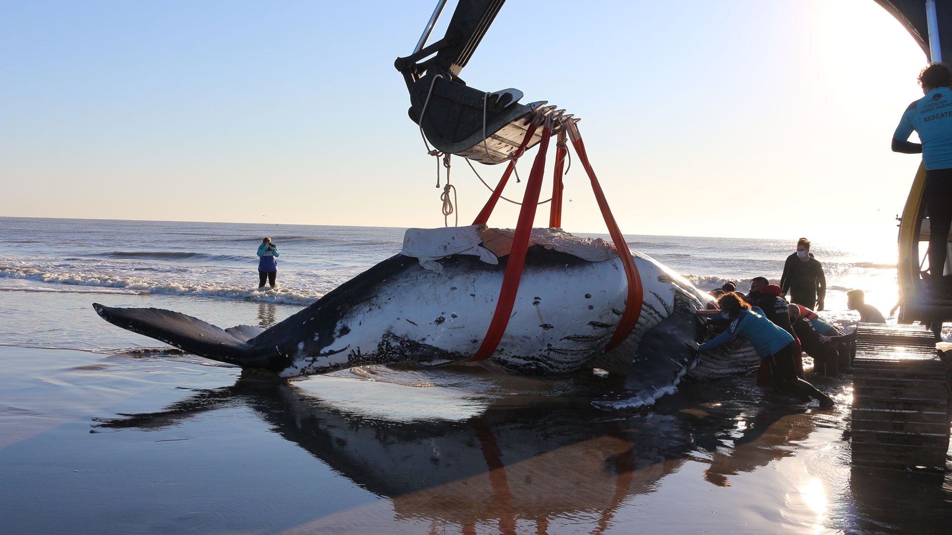 sauvetage des baleines à bosse échouées Côte de Buenos Aires