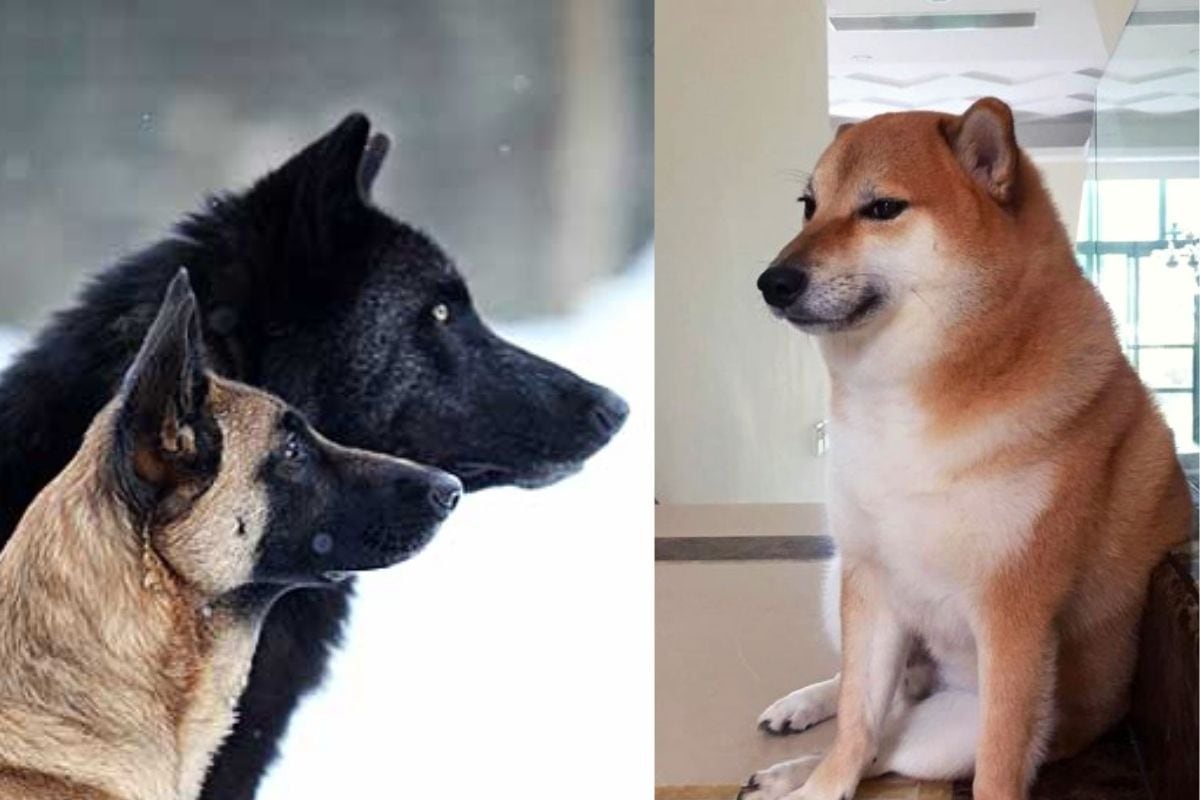 cual es la diferencia entre coyotes y perros