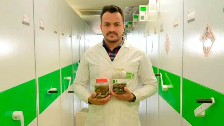 Biólogo de la Universidad Industrial de Santander, Elson Meneses Pelayo. (Fotos Grupo de Estudios de Anfibios y Reptiles de Santander)