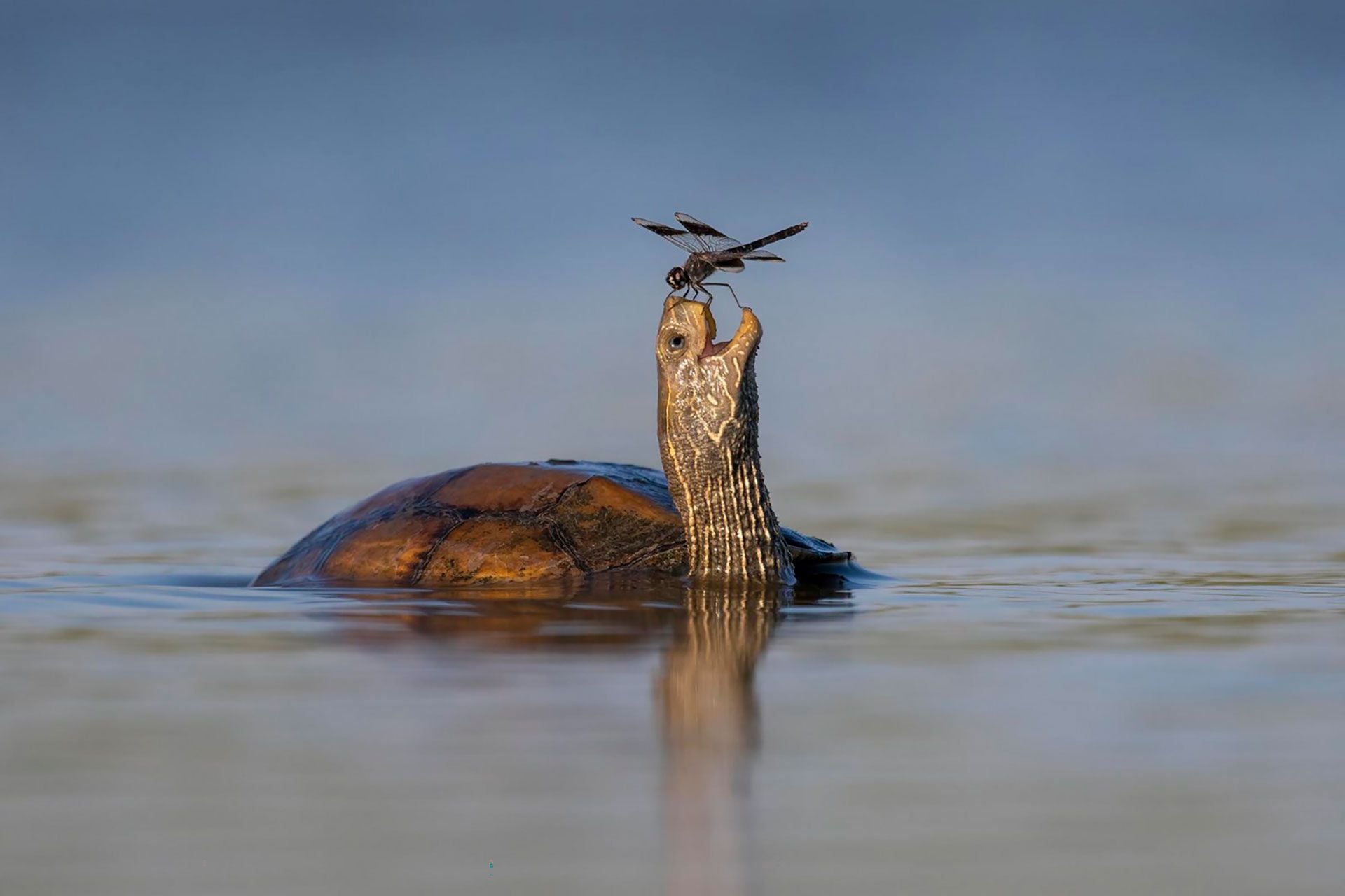 Este concurso de fotografía fue creado en 2015 tiene el objetivo de mostrar un aspecto divertido de la vida silvestre y de incentivar su conservación. 
(Tzahi Finkelstein/Comedy Wildlife) 2023