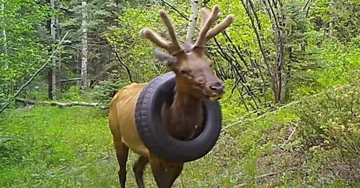 Zwei Jahre mit einem Reifen um den Hals: Wie war die Veröffentlichung von Colorados berühmtestem Moose