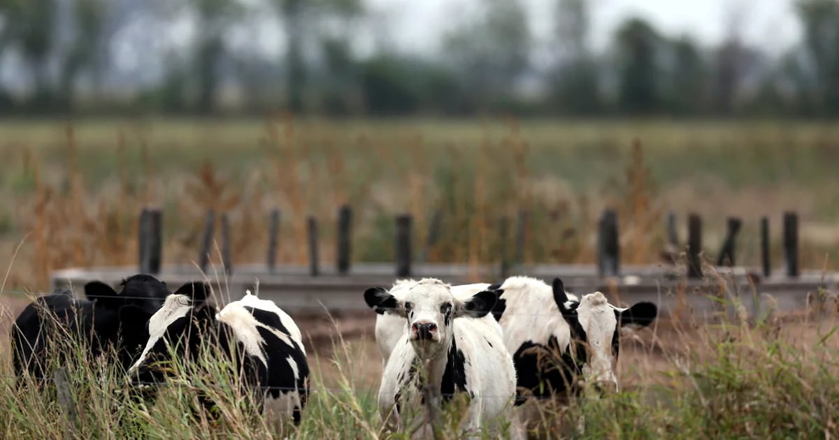 A tax on cow and pig flatulence is Denmark’s attempt to take care of the environment
