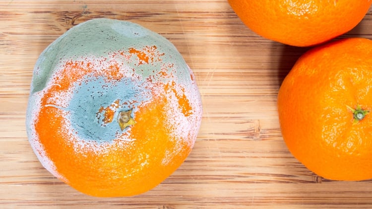 En frutas con alto contenido de agua como la naranja, el moho penetra fácilmente (iStock)