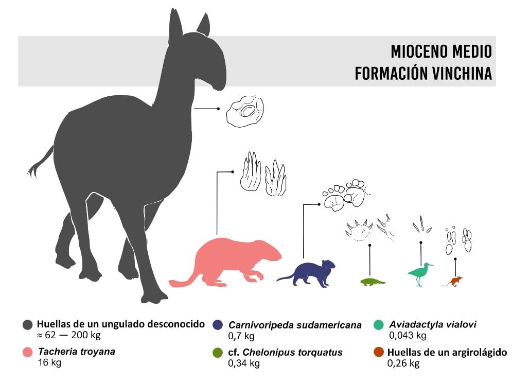 After analyzing a set of fossil footprints discovered in the province of La Rioja in northwestern Argentina, CONICET experts discovered a diverse group of small creatures that coexisted in an era dominated by large mammals, about 15 million years ago.