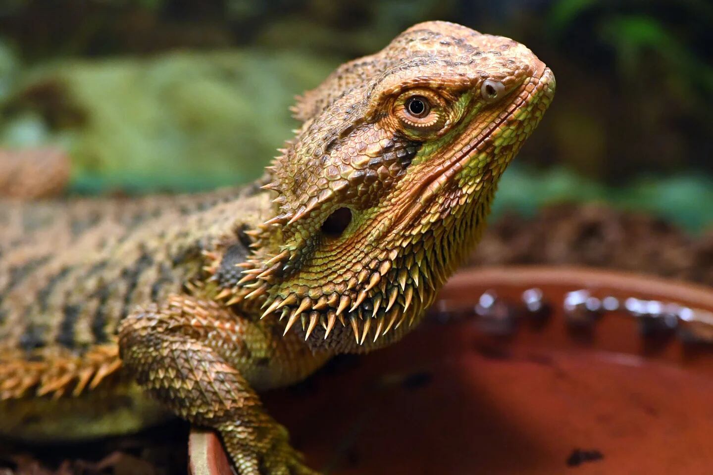 El dragón barbudo como animal de compañía: cómo ayudar a su bienestar -  Infobae