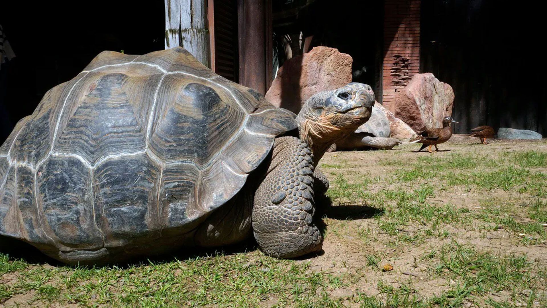 Tortuga fuengirola