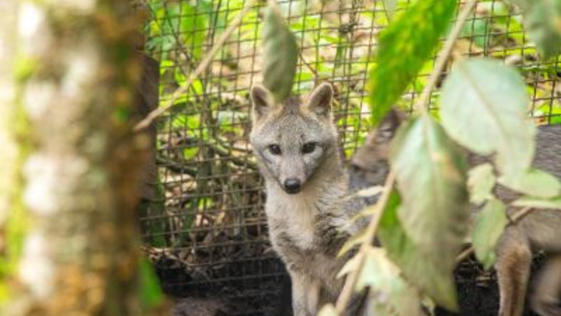  Los zorros se destacan como vectores significativos del virus en la vida silvestre (Cornare / Página oficial)