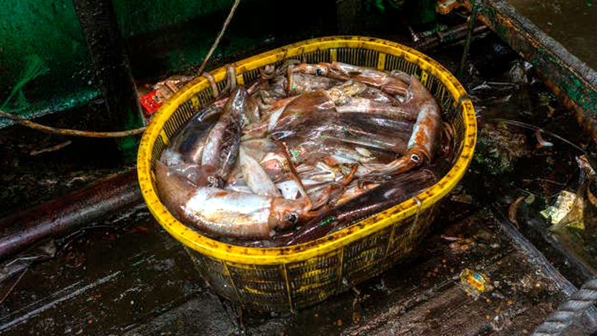 Los chinos buscan calamares gigantes pero en realidad se llevan de todo, incluso especies en peligro de extinción (Crédito: The Outlaw Ocean)