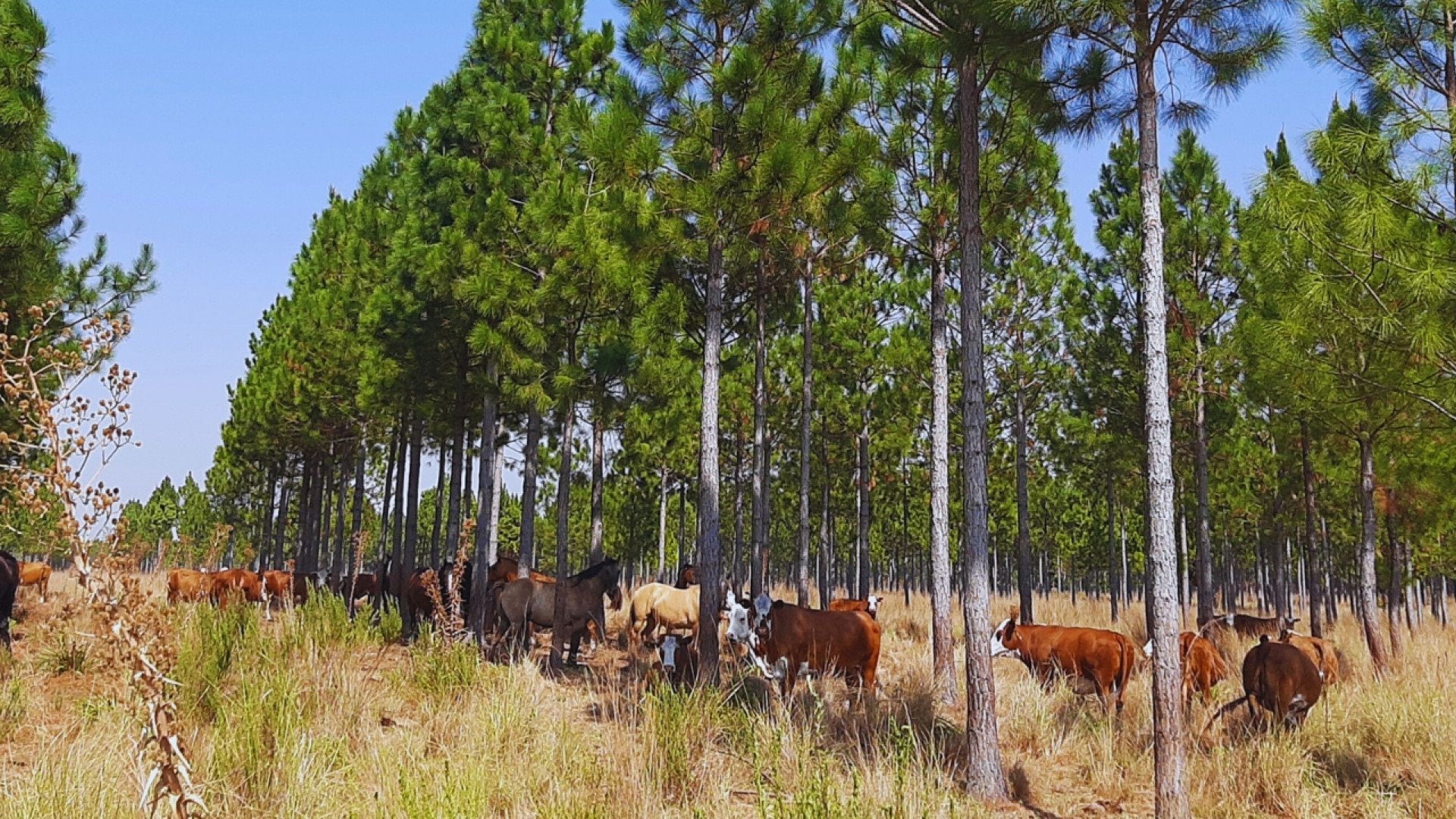 Ganadería silvopastoril, libre de deforestación