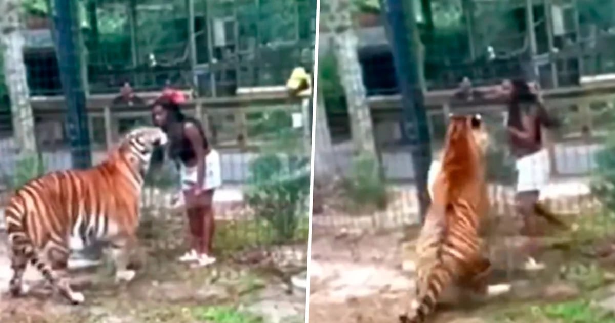 A woman at a New Jersey zoo risked her life after jumping a fence and touching a tiger