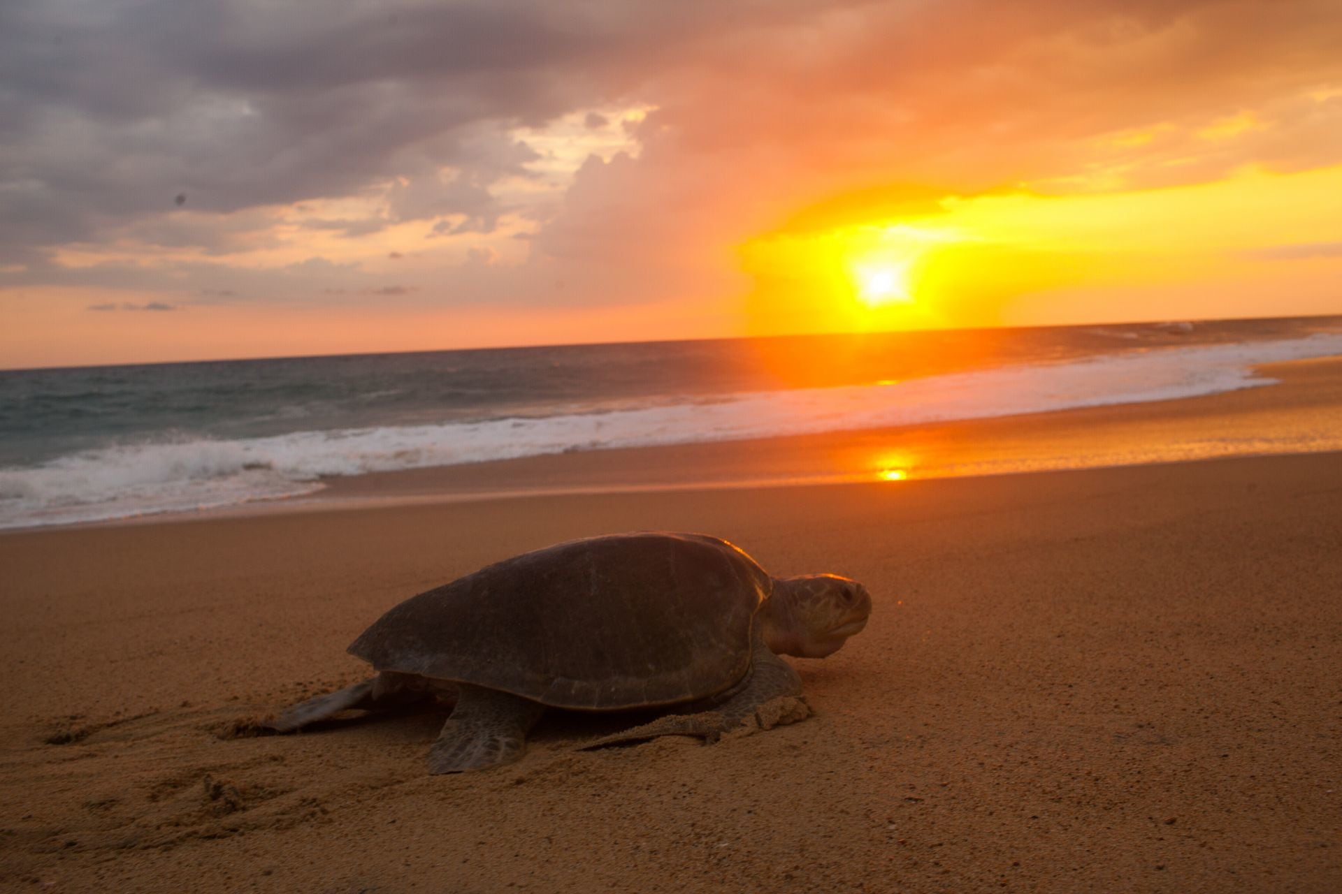 Strände, die zu Ostern besucht werden können - Playa Tortuga, Michoacán