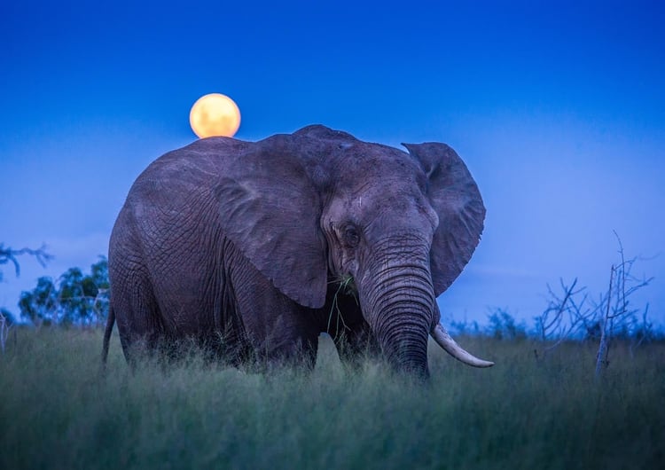 Pequeño, agradable y rico en cultura y en fauna, el reino de Esuatini (la antigua Suazilandia) es, sin embargo, uno de los países menos visitados de África. 2020 puede ser el año de su despegue, gracias a carreteras mejoradas, un nuevo aeropuerto internacional y la tranquilidad –ajena a tensiones urbanas– que no se da en otras naciones vecinas. Un viaje a Esuatini invita a conocer las tradiciones africanas y a curiosear en el mercado de Manzini en busca de tesoros de la artesanía local