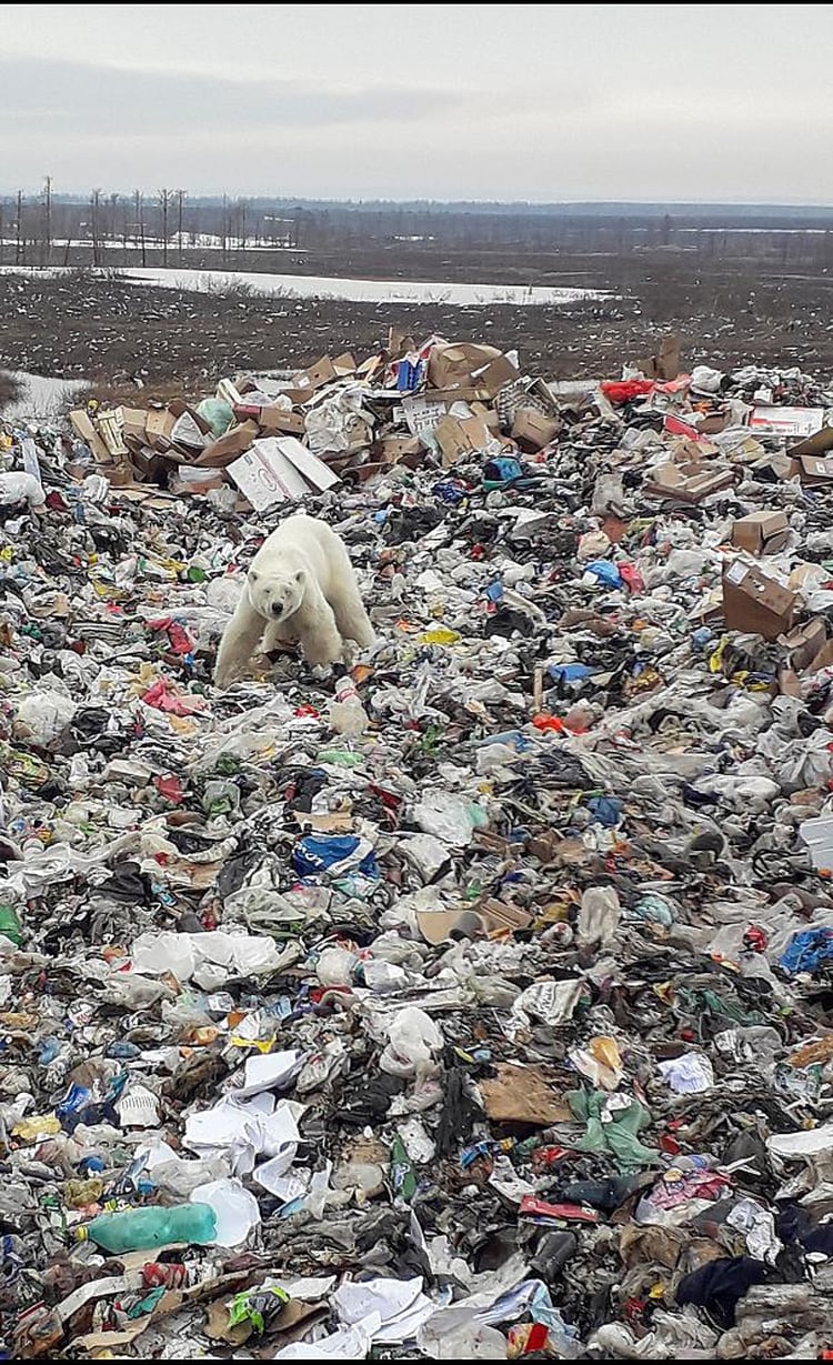 En un momento de su visita a Norilsk, la osa se abrió paso entre la basura de un vertedero en busca de algún resto que le sirviera de alimento (Foto: Reuters/Irina Yarinskaya/Zapolyarnaya Pravda)