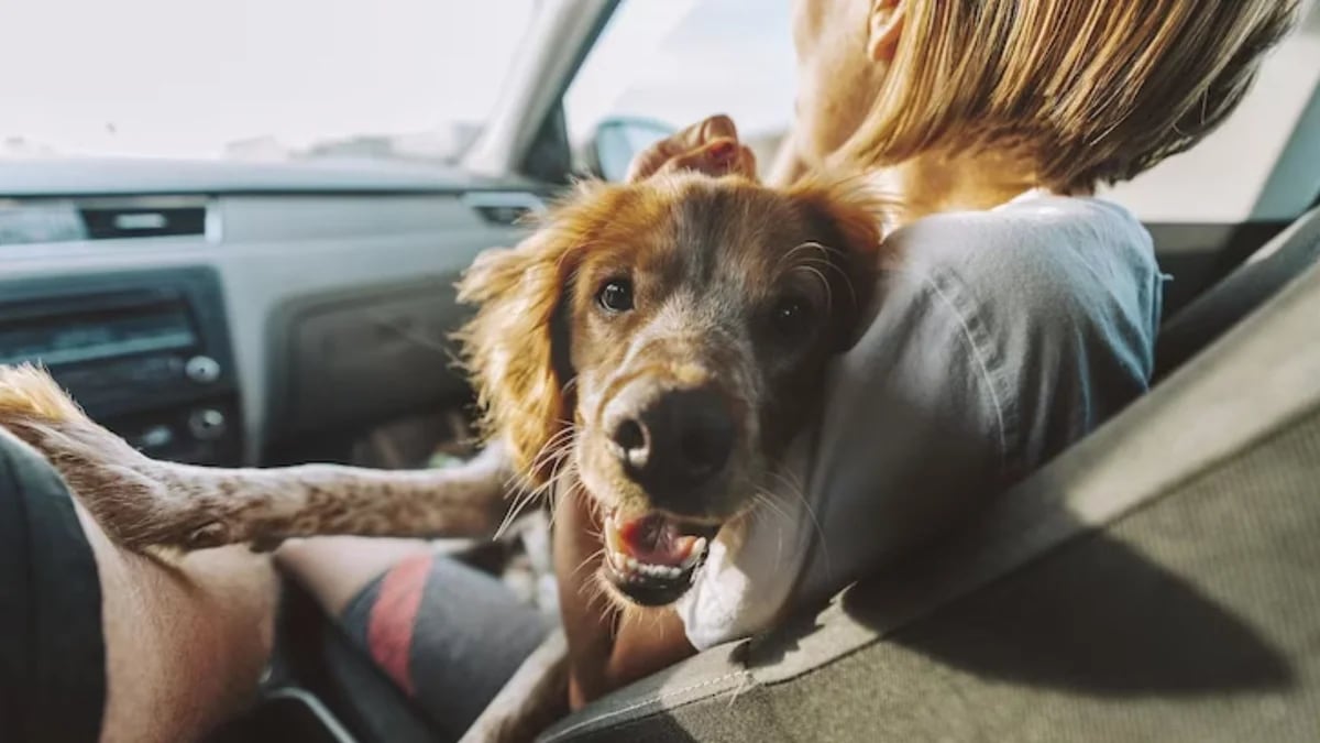 Cuál es la multa por dejar al perro en el coche?
