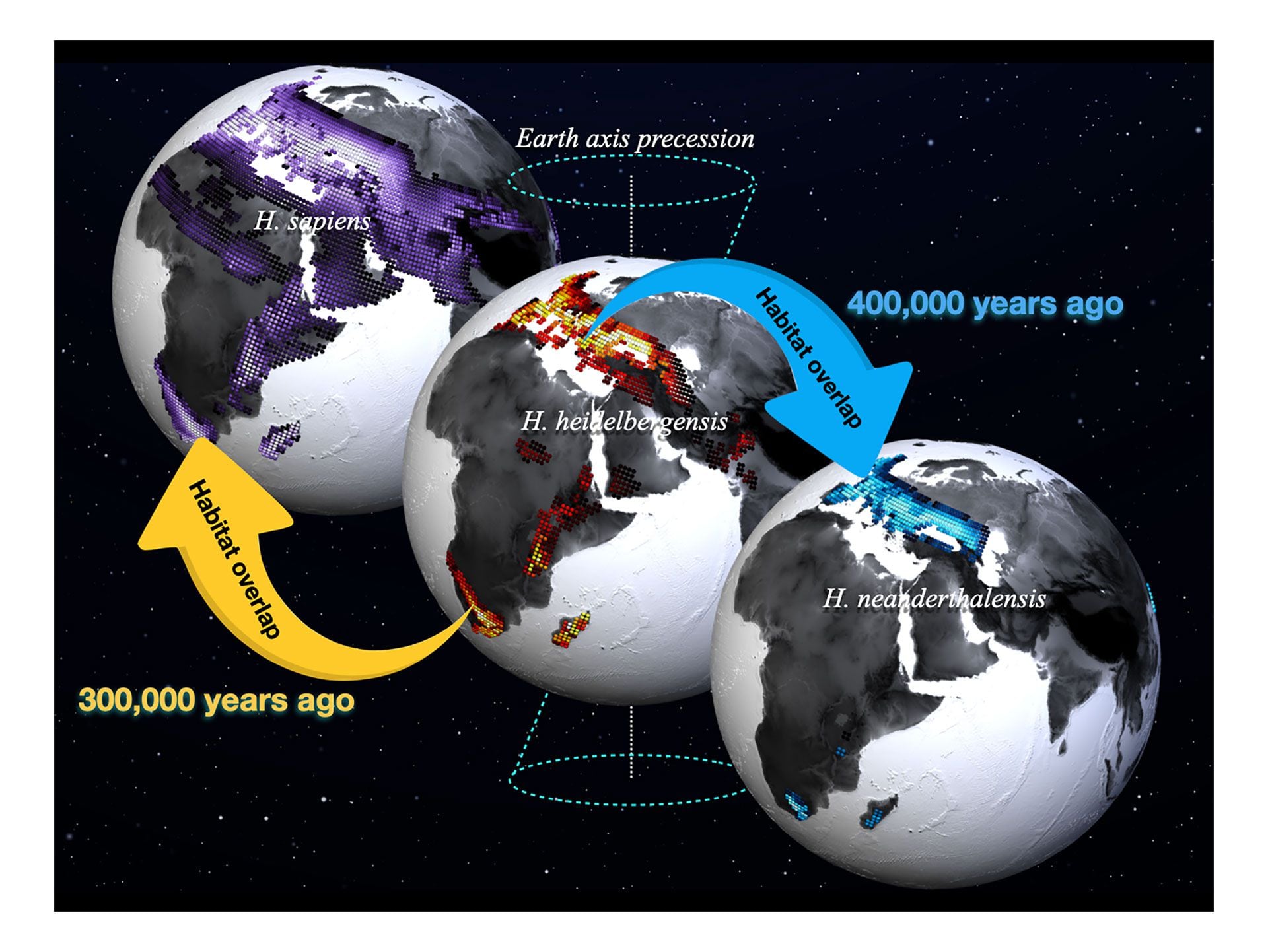 Los hábitats preferidos del Homo sapiens (sombreado morado, izquierda), el Homo heidelbergensis (sombreado rojo, centro), y el Homo neanderthalensis (sombreado azul, derecha) fueron calculados a partir de una simulación de paleoclima realizada en el IBS Center for Climate Physics y un recopilación de datos fósiles y arqueológicos. Los valores más claros indican una mayor idoneidad del hábitat. Las fechas (1 ka = 1000 años antes del presente) se refieren a las edades estimadas de los fósiles más jóvenes y más antiguos utilizados en el estudio. Crédito:   Instituto de Ciencias Básicas (IBS) para la Física del Clima (ICCP), Universidad Nacional de Pusan (Corea del Sur).
