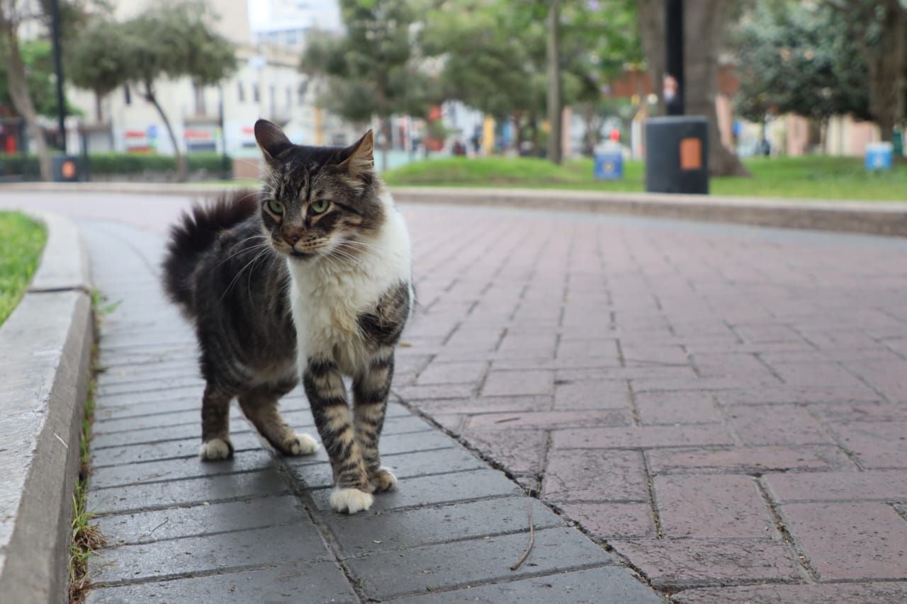 Gatos del parque Kennedy, en el distrito de Miraflores. Foto: Paula Elizalde / Infobae