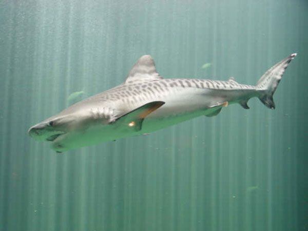 Para recorrer la enorme pradera marina, tenían limitaciones con lo que podían recorrer los buzos. Por eso se eligió a los tiburones/Archivo 