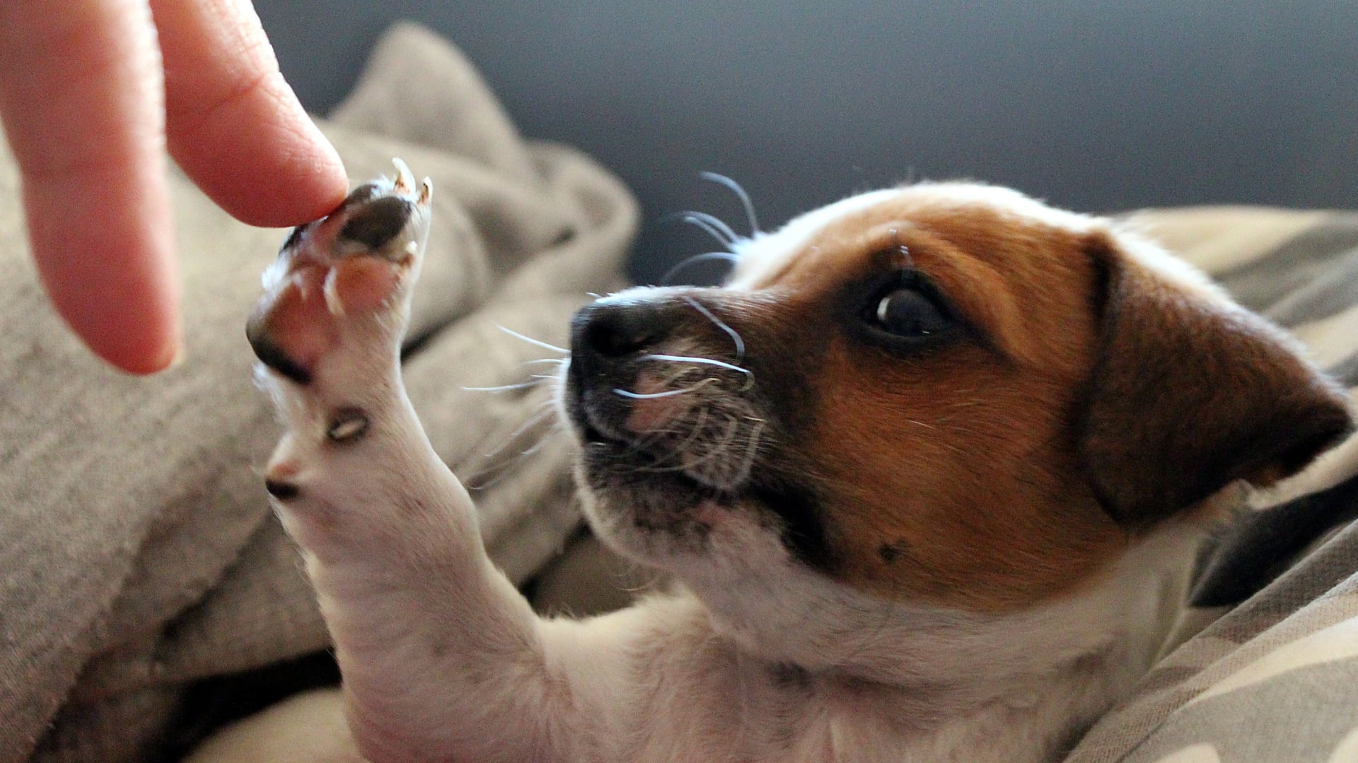 Los dueños de los perros deben acondicionar su lugar de vivienda para reducir el impacto sonoro del ladrido de sus mascotas. Archivo