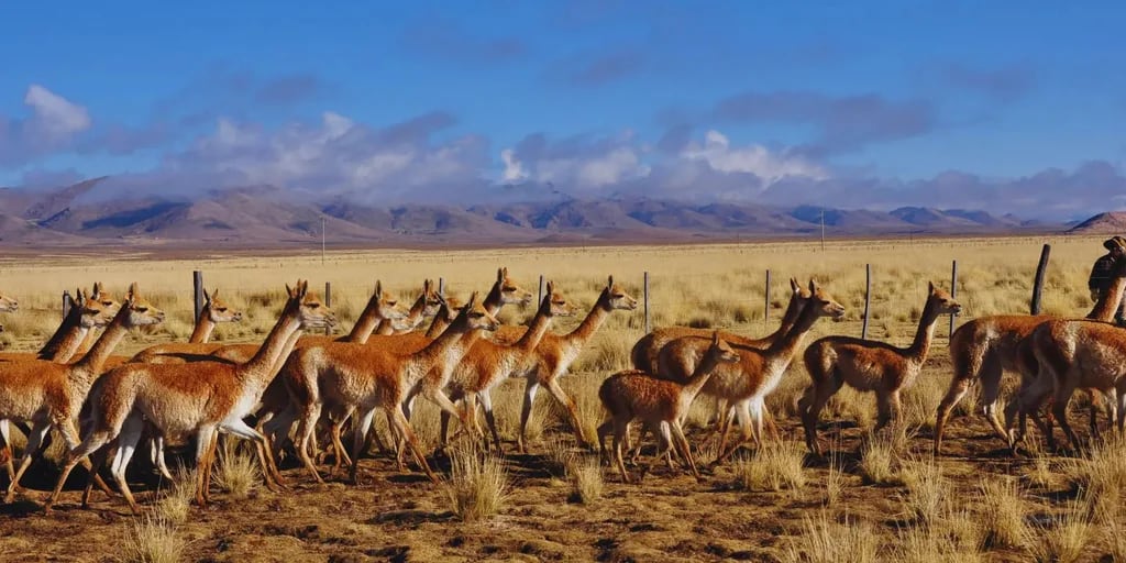 La fibra de vicuña: el tesoro textil que Argentina está potenciando