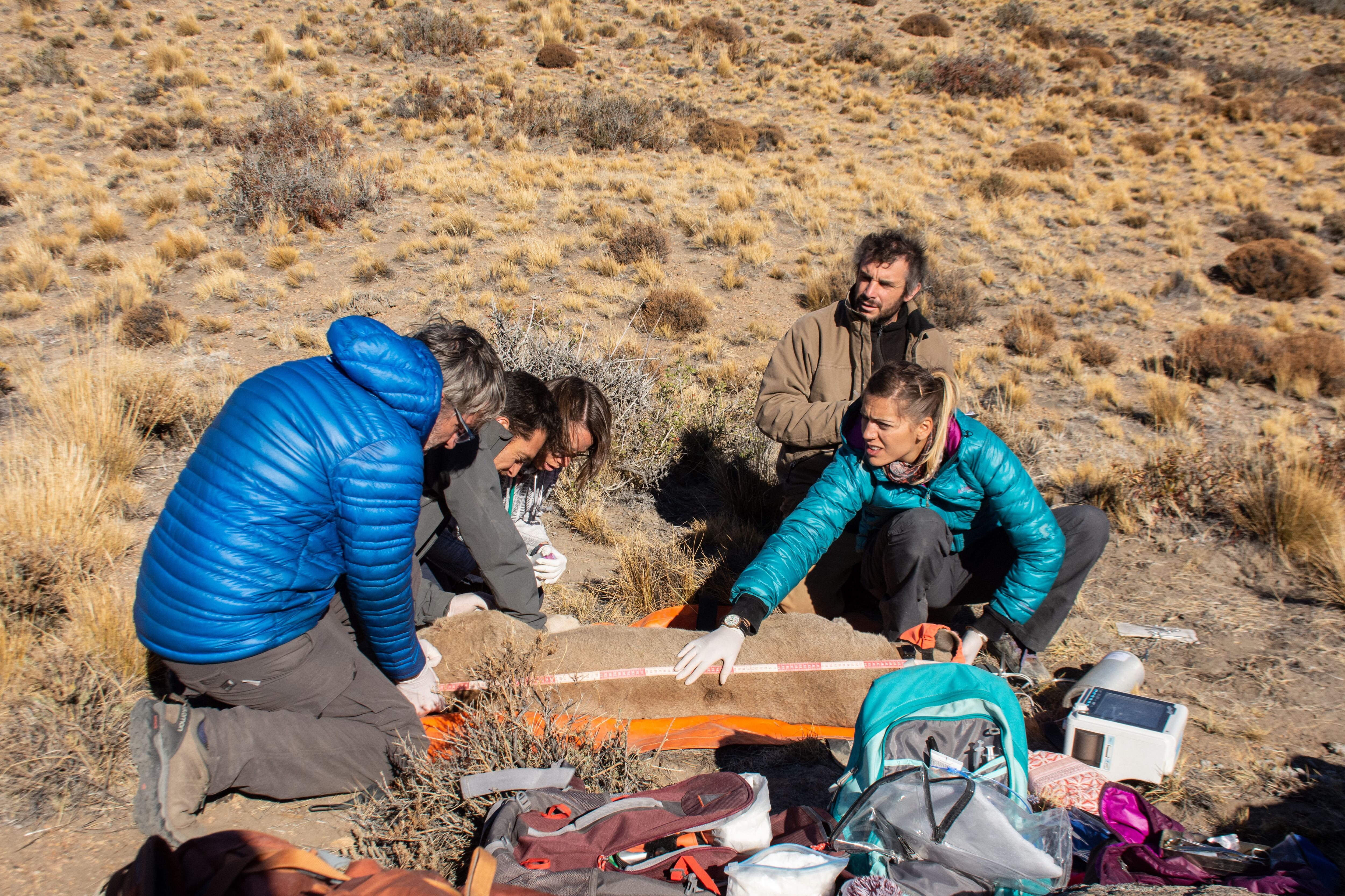 Las investigaciones lideradas por Emiliano Donadio destacan la importancia del puma en la cadena alimenticia de cada región en la que habita