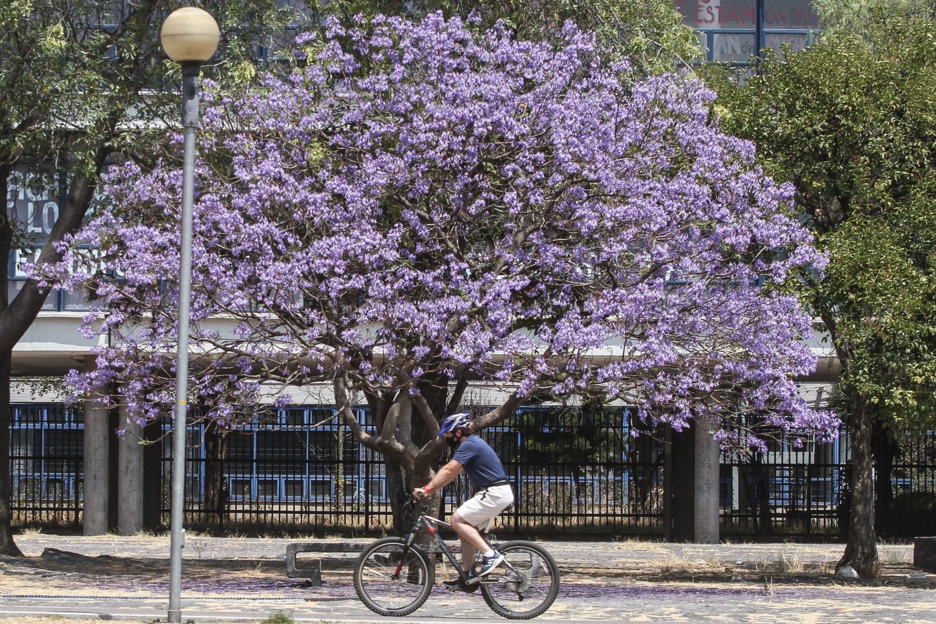 La jacaranda es una de las opciones de la encuesta. Cabe recordar que ésta se destaca por el morado de sus flores que adornan la capital en los primeros días de marzo. (Foto: ROGELIO MORALES /CUARTOSCURO.COM