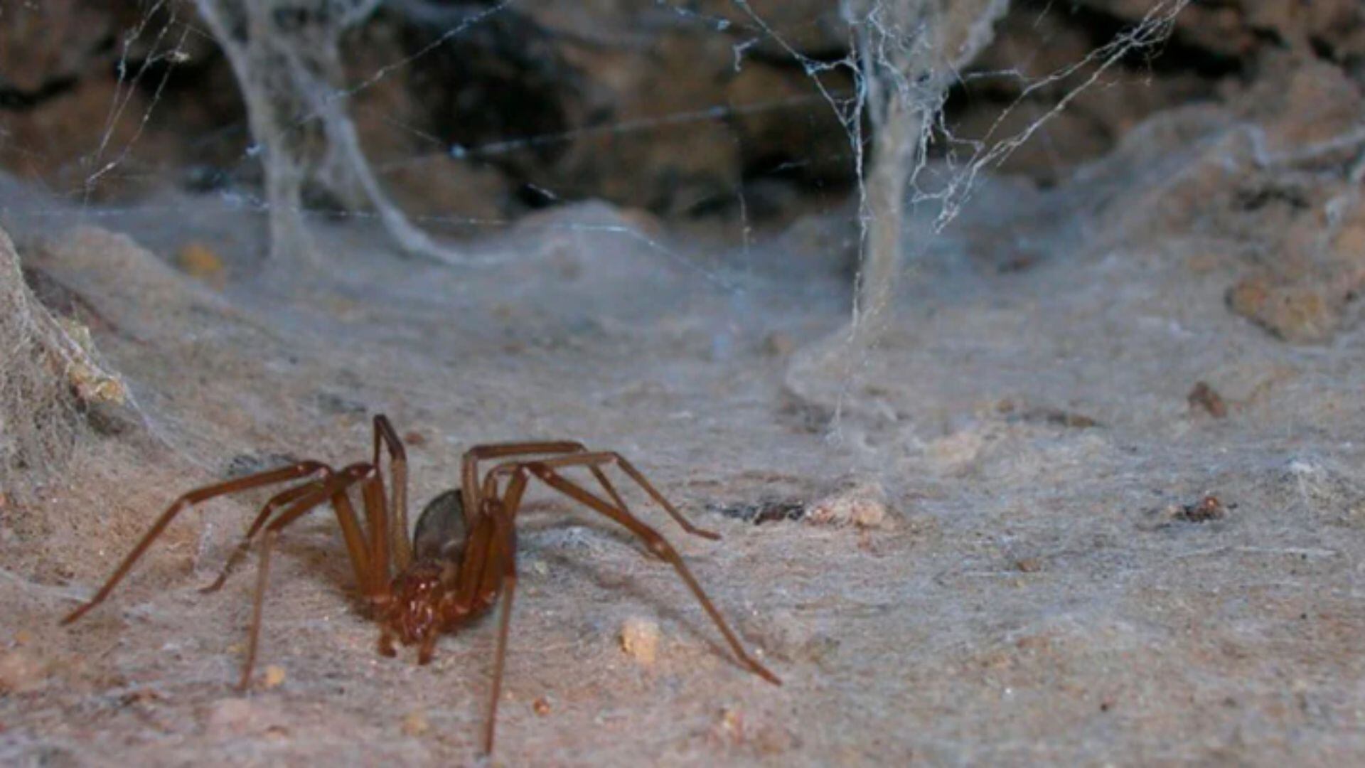 Araña violinista