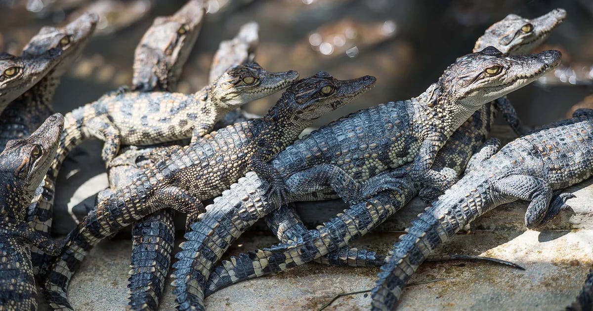 New baby Siamese crocodiles offer hope for an endangered species