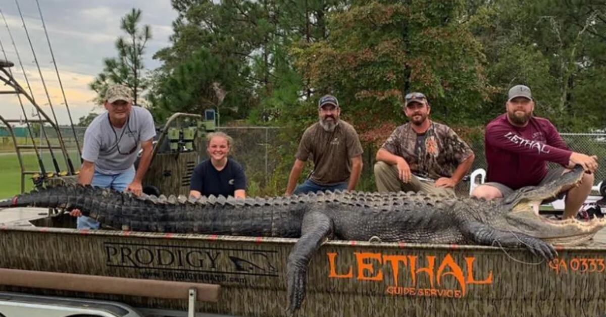 Un cazador novato atrapó al cocodrilo más grande en la historia de Georgia:  4,6 metros de largo - Infobae