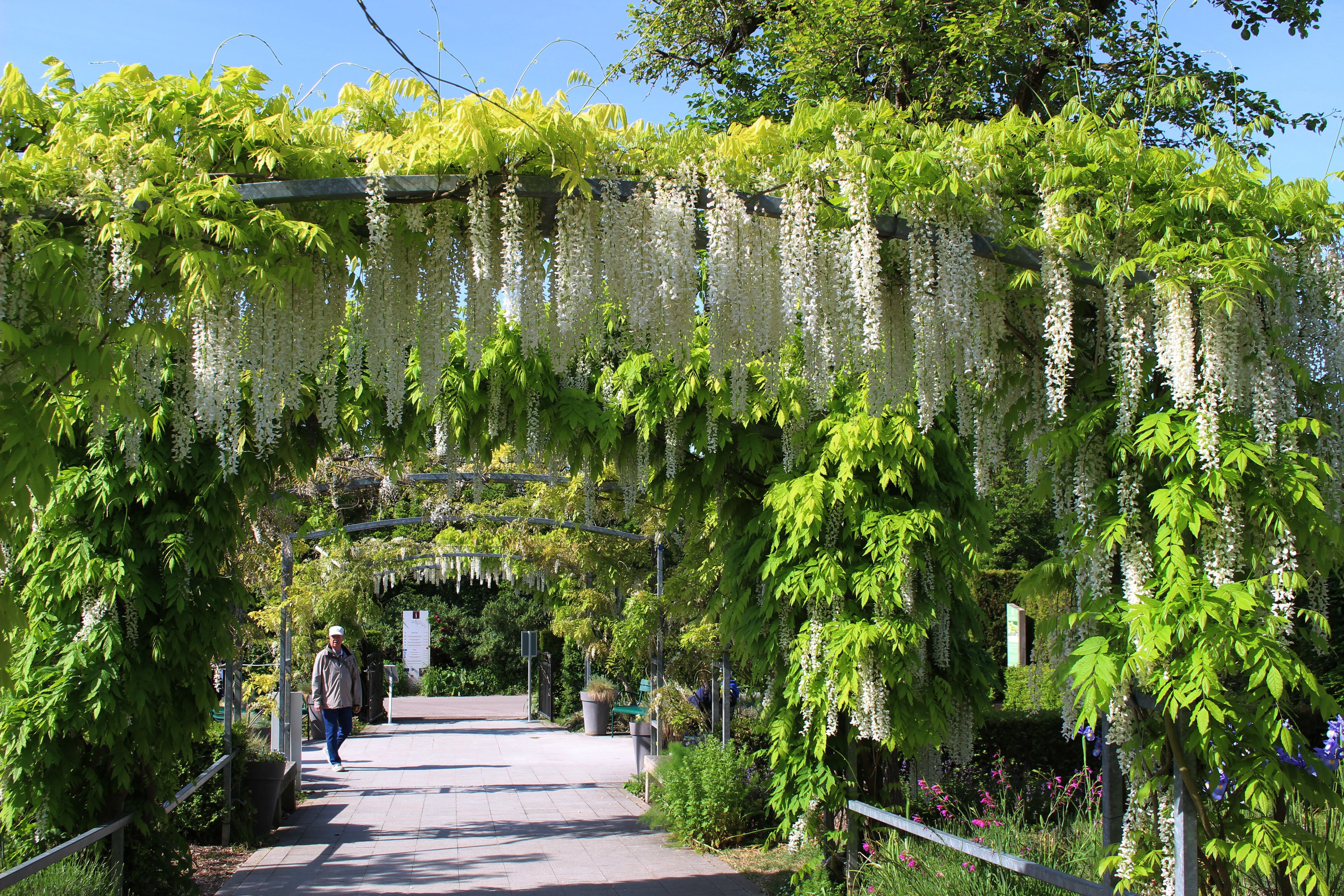 El diseño de Monet incluía arcos metálicos cubiertos de flores y un estanque con nenúfares que fueron los protagonistas de sus últimas y más célebres obras - (Shutterstock)