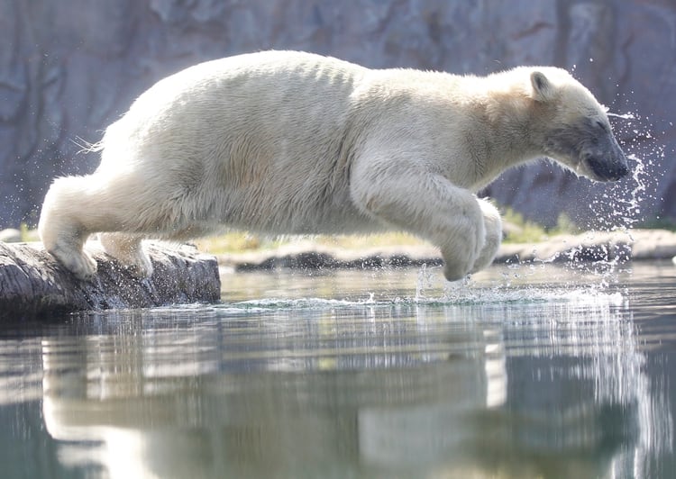 Un oso polar se lanza al agua en el zoológico de Gelsenkirchen, Alemania (AP)