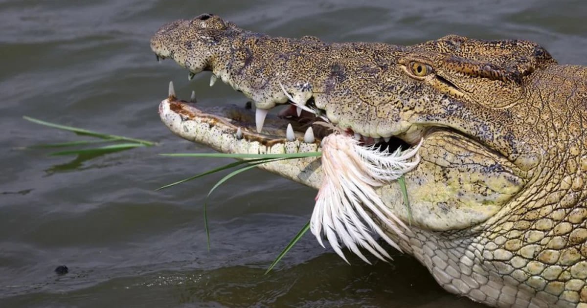 University of Texas researchers discover 215 millionth crocodile ancestor