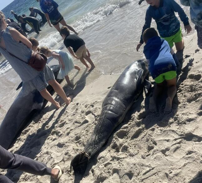 Al menos 100 ballenas piloto quedaron varadas en una playa al suroeste de Australia