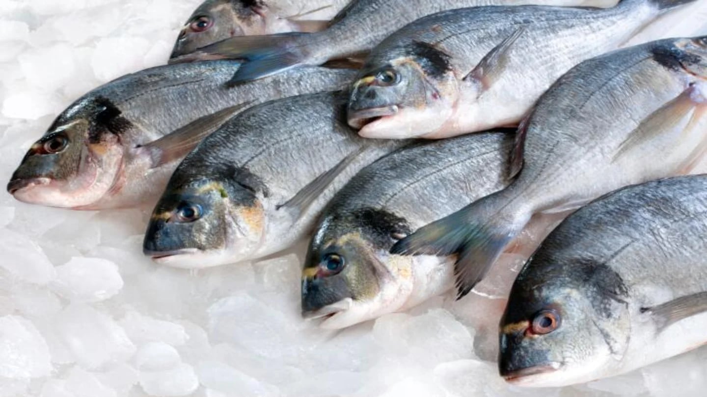 El tiempo de congelación del pescado fresco entre 5 y 7 días para