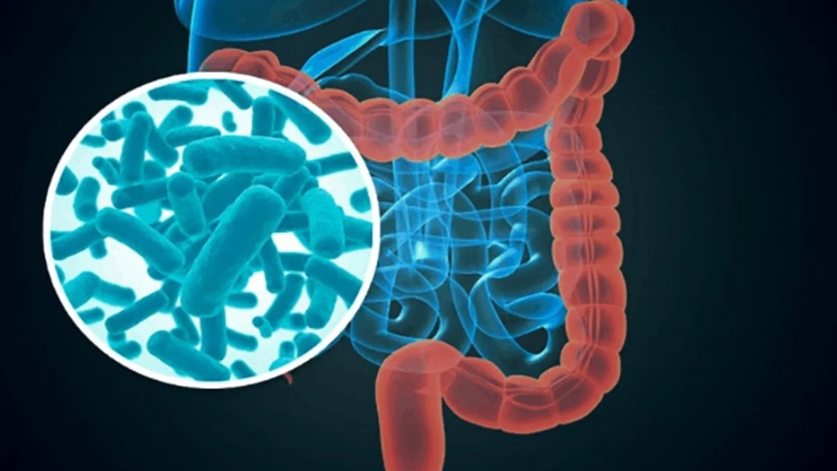 Cuáles son los microorganismos del intestino y por qué hay que cuidarlos para tener una buena salud digestiva