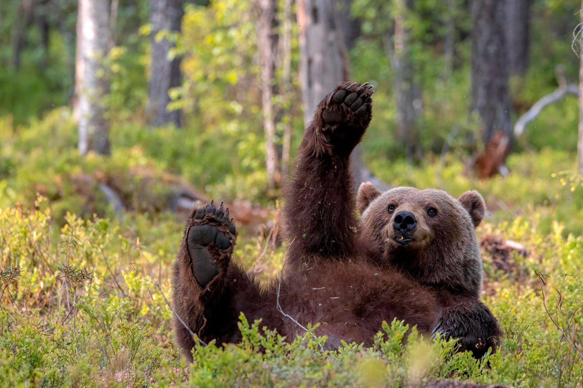 ¡Un oso muy amistoso te saluda! 
(Dikla Gabriely/Comedy Wildlife) 2023