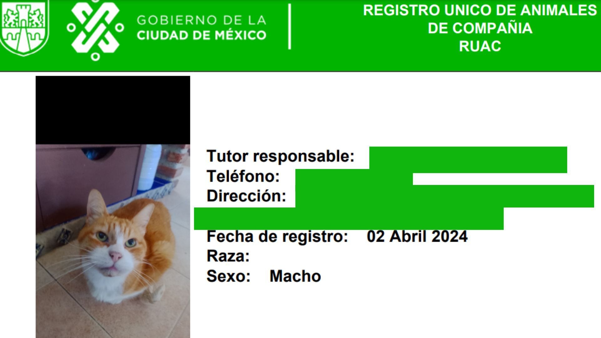 CURP para mascotas: ¿Cuáles son los beneficios de registrar a mis perros y  gatos en el RUAC? - Infobae