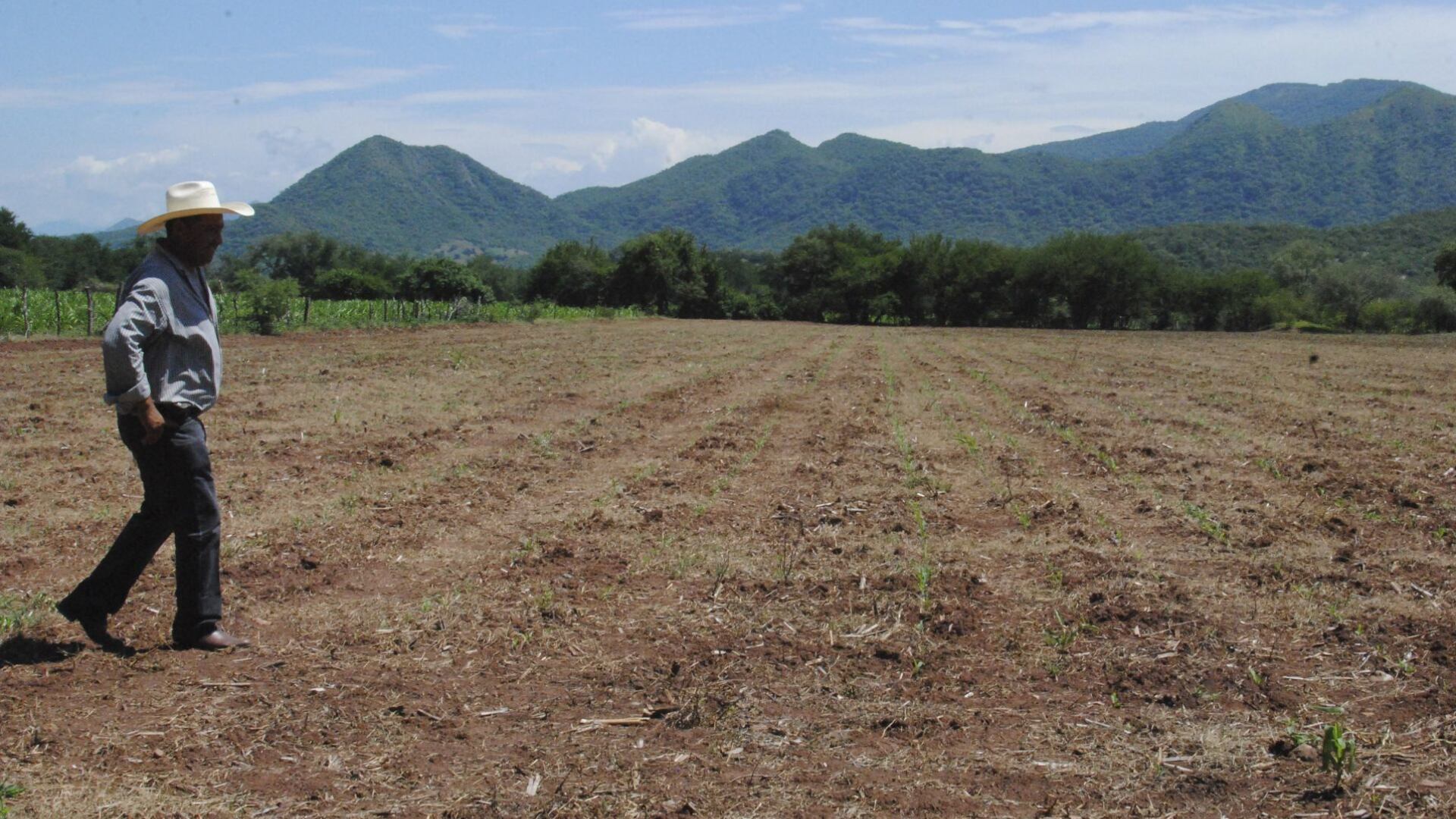 Las Sequías Y El Calor Disminuyen La Capacidad Del Mundo Para Producir