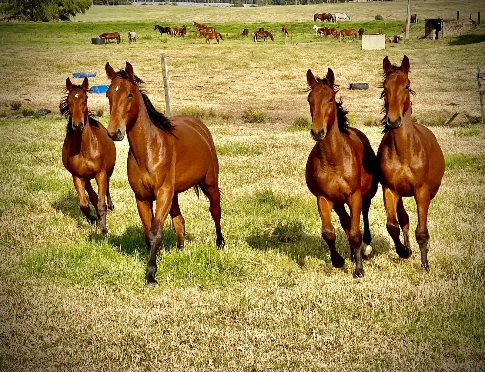 Cuatro clones de un mismo caballo. Si bien lucen casi idénticos, pueden presentar diferencias en las pigmentaciones blancas del pelo. Al igual que los gemelos humanos, se diferencian en sus lunares y huellas dactilares