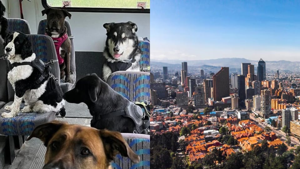 Ruta para perros, panorámica de Bogotá