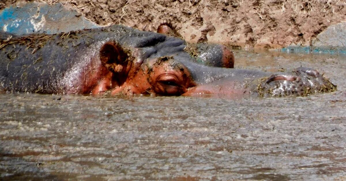 Bebiendo aguas negras: denunciaron que hipopótamos del Zoológico de Aragón  nadan en fosa séptica - Infobae