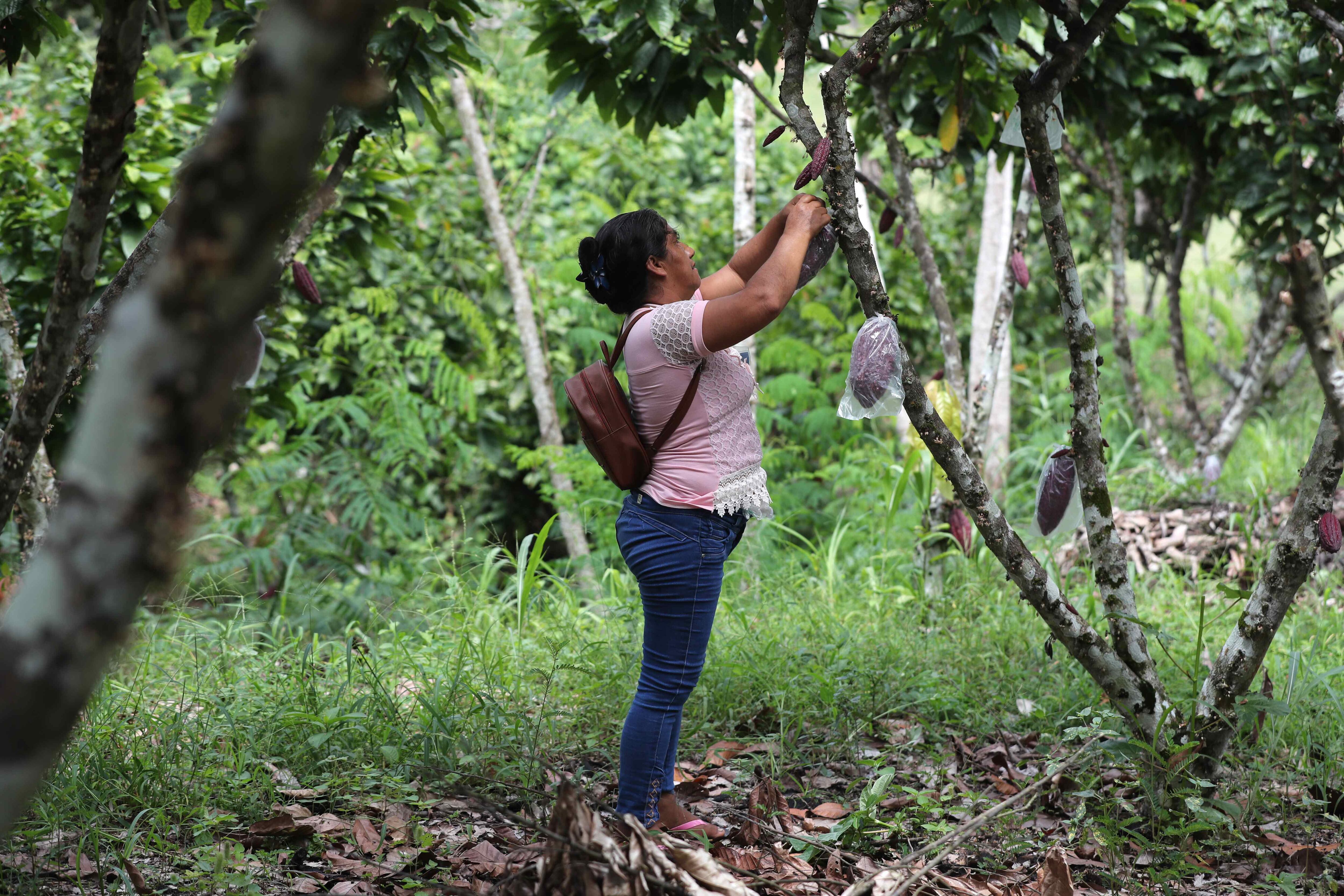 El sector del agro se puede ver afectado por las bajas temperaturas del otoño - crédito EFE/ Paolo Aguilar
