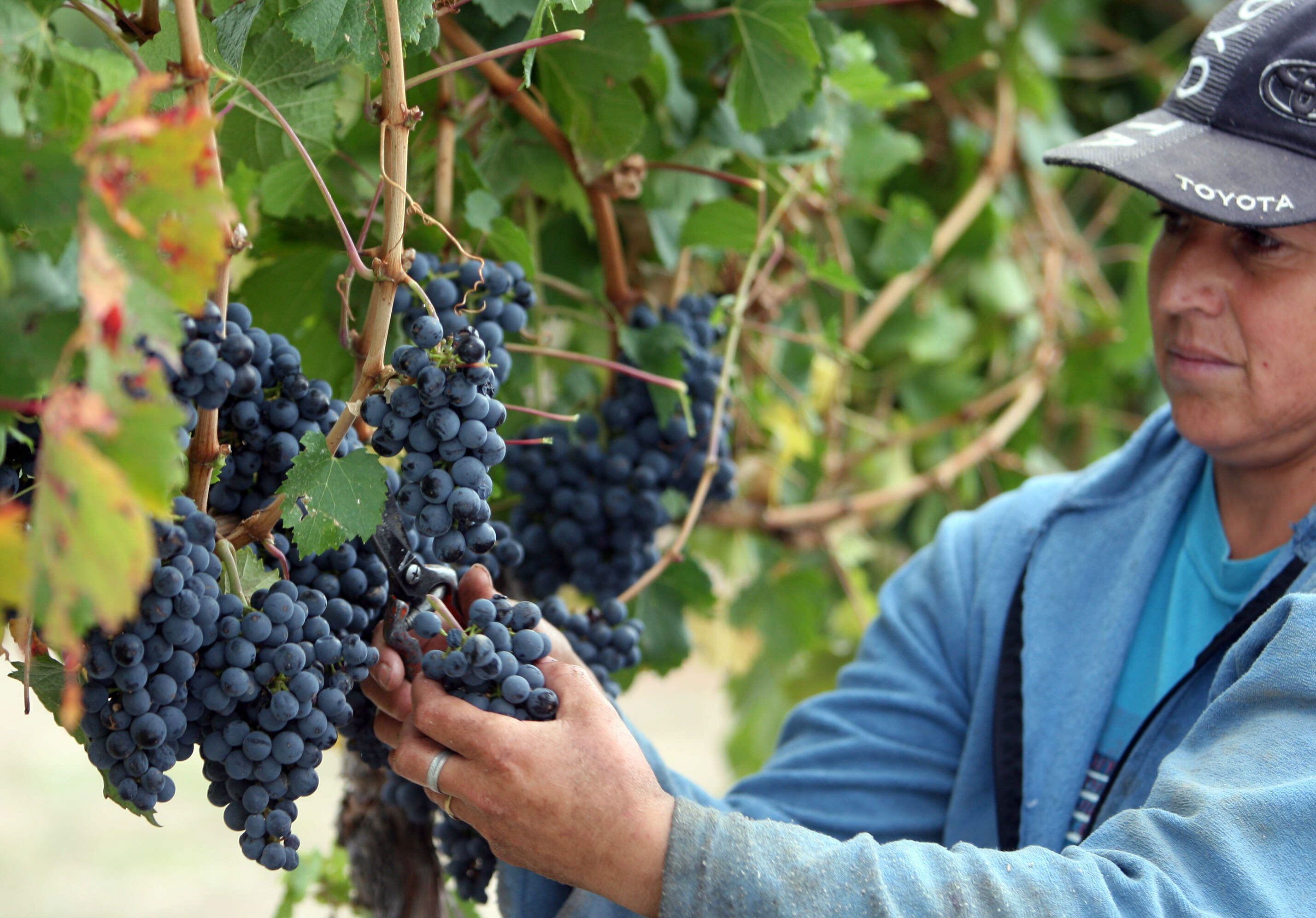 Uvas (EFE/Cézaro De Luca)