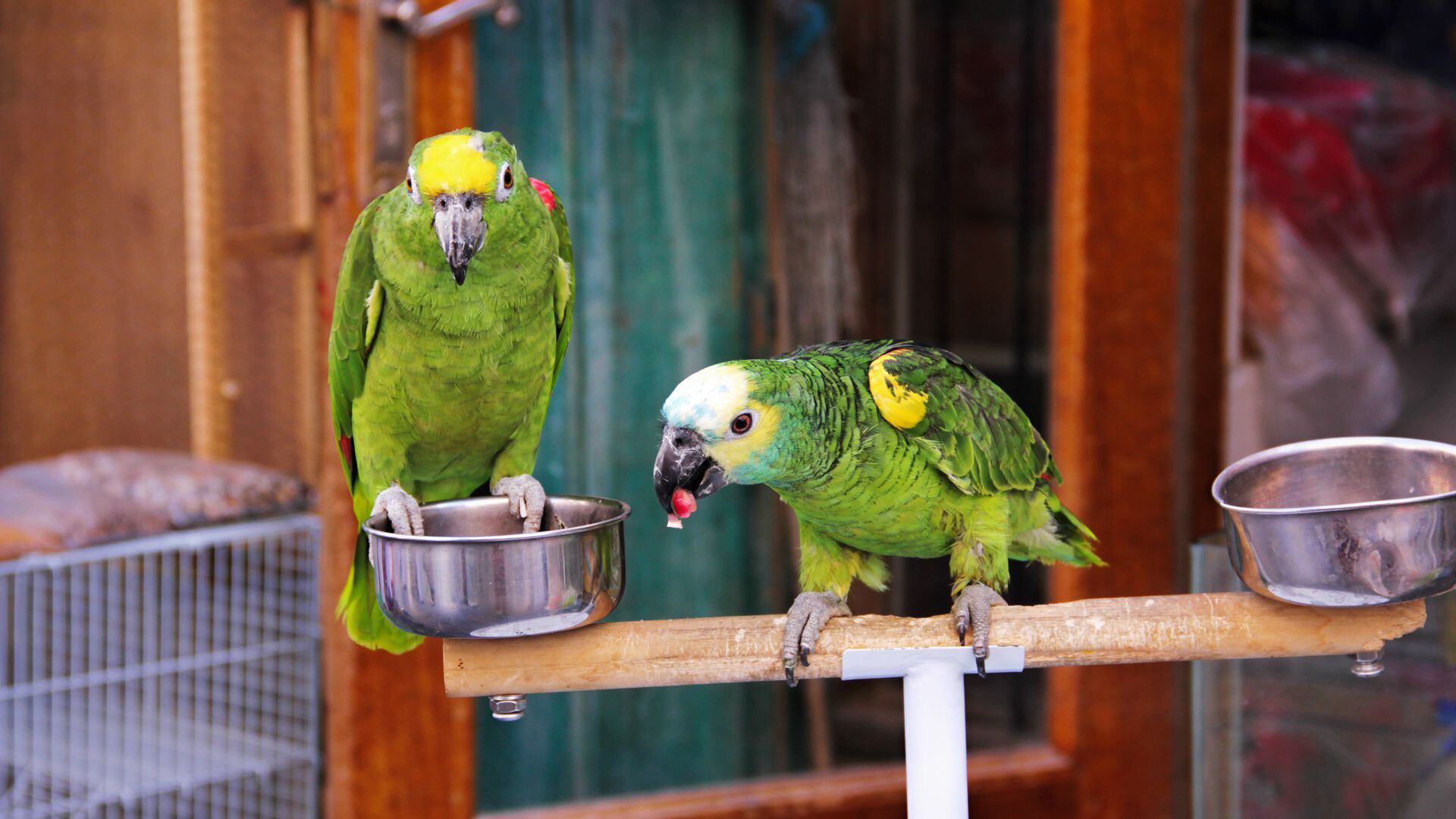 La enfermedad se transmite a través de aves enfermas como loros, cotorras, papagayos, canarios, jilgueros y palomas (iStock)