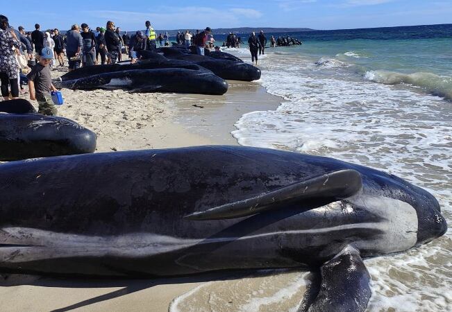 Al menos 100 ballenas piloto quedaron varadas en una playa al suroeste de Australia