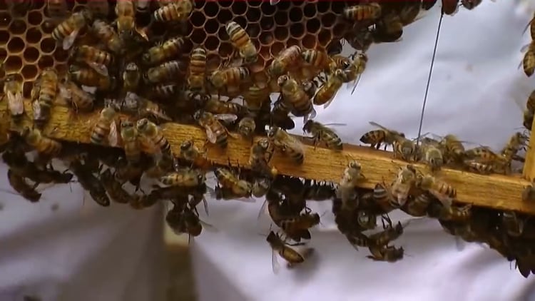 Argentina pierde un 34% de colmenas de abejas por año
