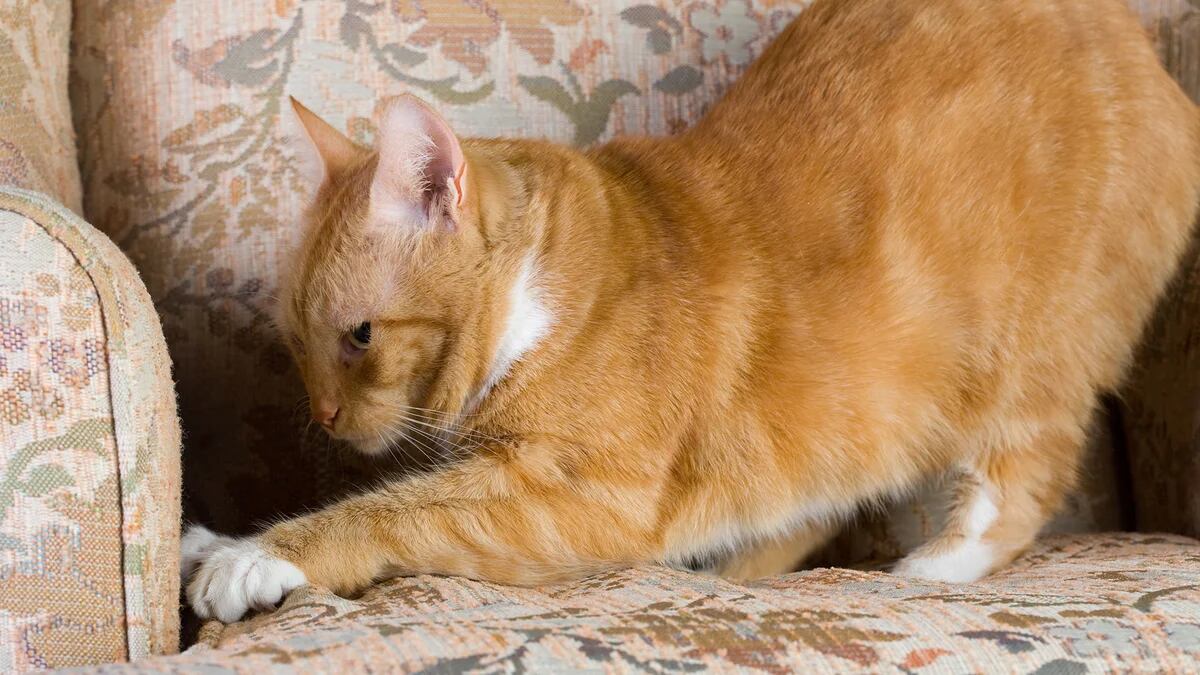Por qué los gatos eligen el sofá para afilarse las uñas y cómo proteger la  tapicería con esta funda que es al mismo tiempo rascador